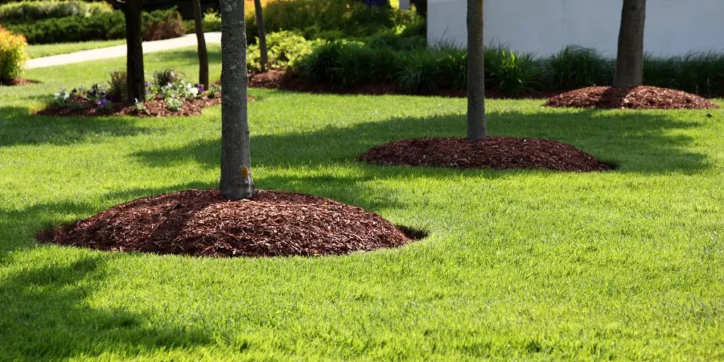 The Science Behind Achieving a Perfect Lawn